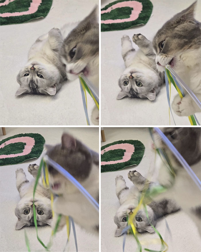 73 Chaotic Pets Who Decided To Be A Menace Just Because They Can
