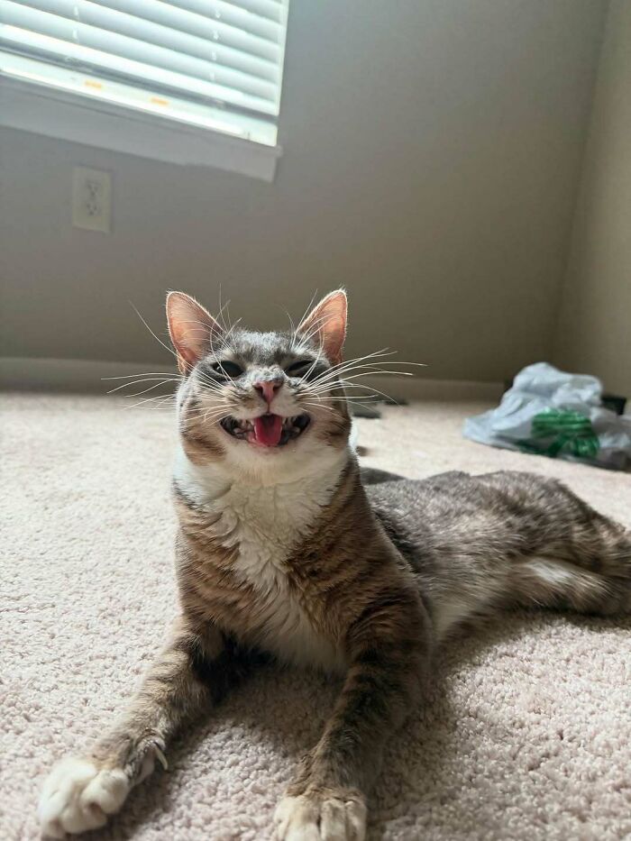 73 Chaotic Pets Who Decided To Be A Menace Just Because They Can