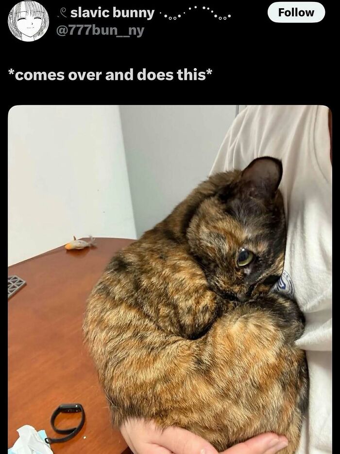 135 Cute And Funny Cat Memes That Are Way Cheaper Than Therapy