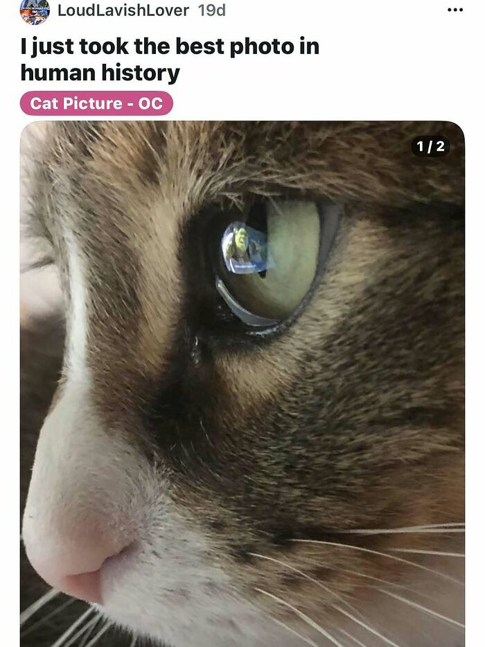 135 Cute And Funny Cat Memes That Are Way Cheaper Than Therapy