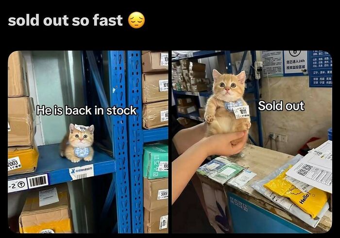 135 Cute And Funny Cat Memes That Are Way Cheaper Than Therapy
