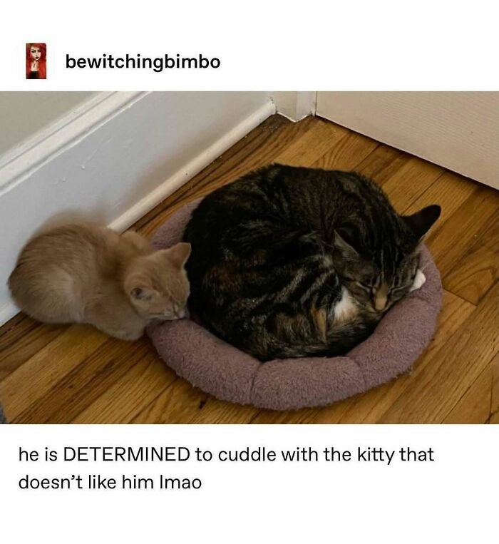 135 Cute And Funny Cat Memes That Are Way Cheaper Than Therapy