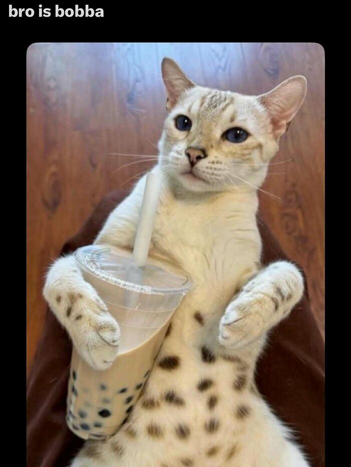 135 Cute And Funny Cat Memes That Are Way Cheaper Than Therapy