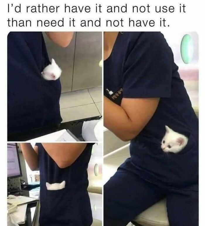 135 Cute And Funny Cat Memes That Are Way Cheaper Than Therapy