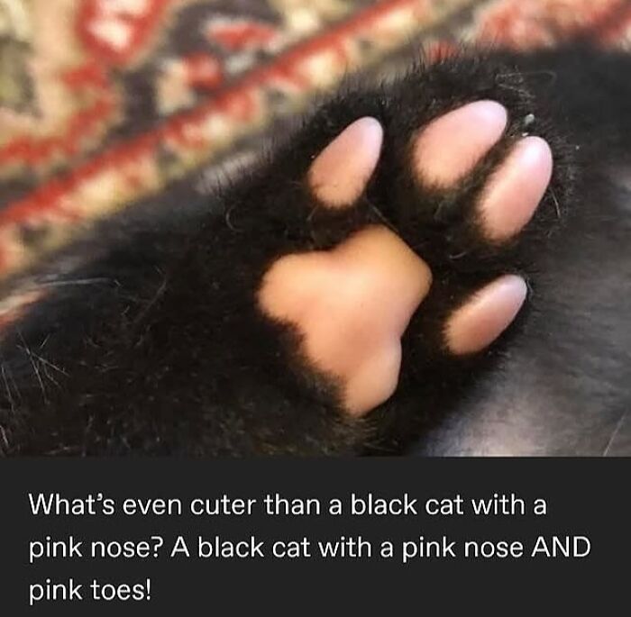 135 Cute And Funny Cat Memes That Are Way Cheaper Than Therapy