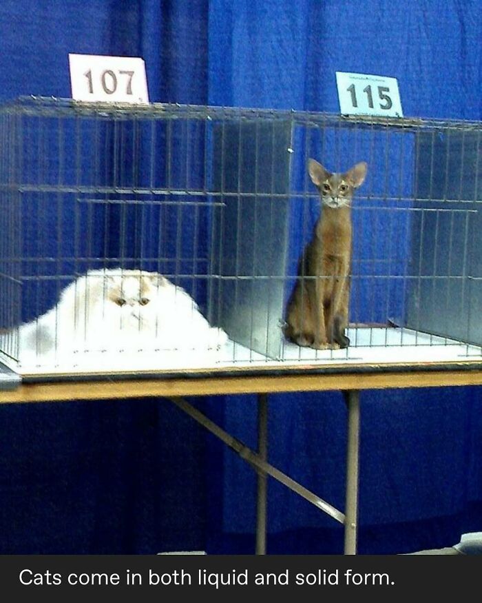 135 Cute And Funny Cat Memes That Are Way Cheaper Than Therapy