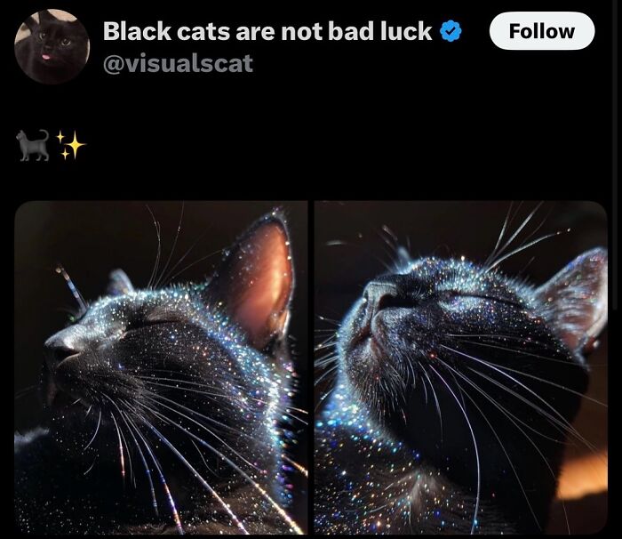 135 Cute And Funny Cat Memes That Are Way Cheaper Than Therapy