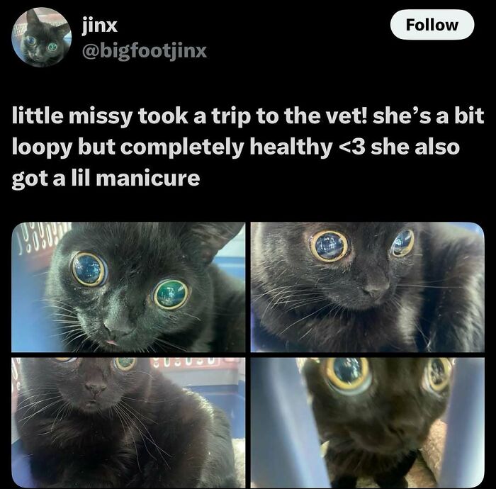 135 Cute And Funny Cat Memes That Are Way Cheaper Than Therapy