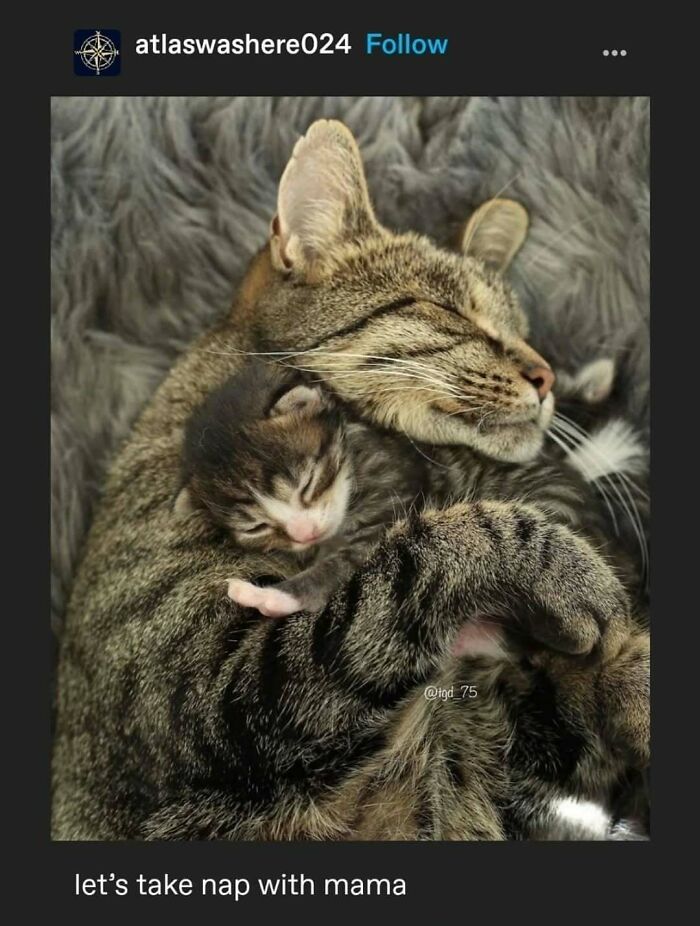 135 Cute And Funny Cat Memes That Are Way Cheaper Than Therapy