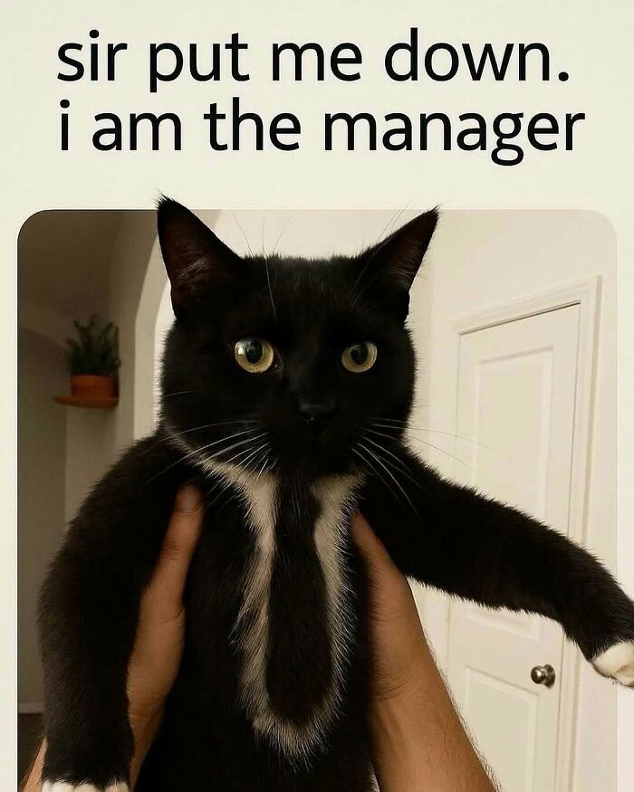 135 Cute And Funny Cat Memes That Are Way Cheaper Than Therapy