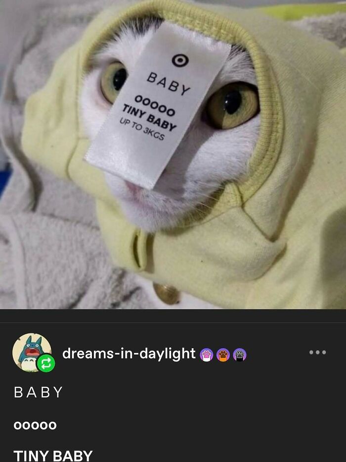 135 Cute And Funny Cat Memes That Are Way Cheaper Than Therapy