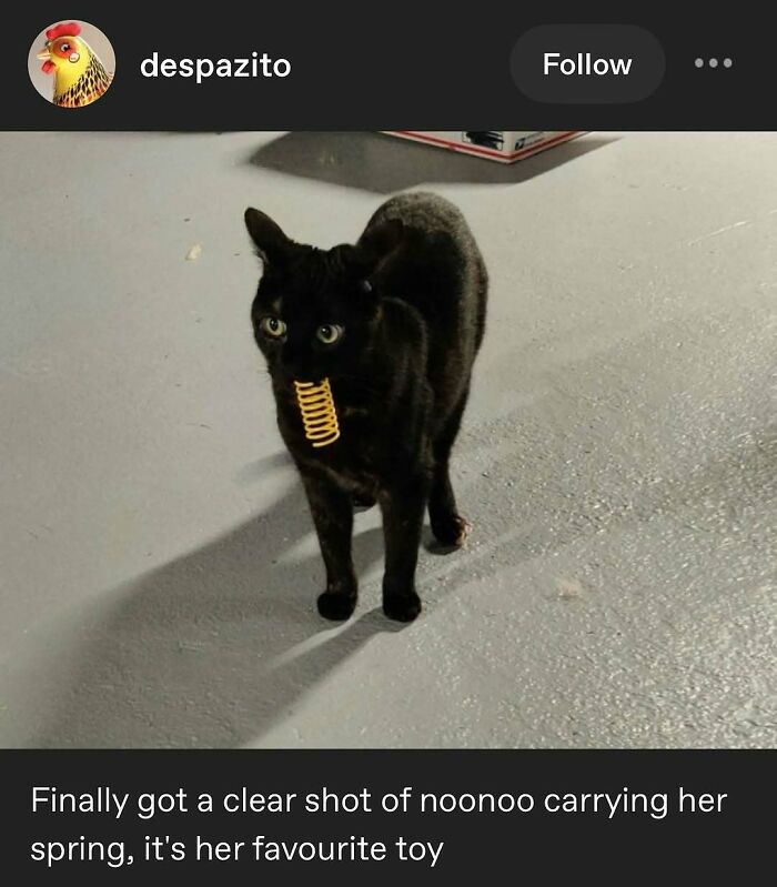 135 Cute And Funny Cat Memes That Are Way Cheaper Than Therapy