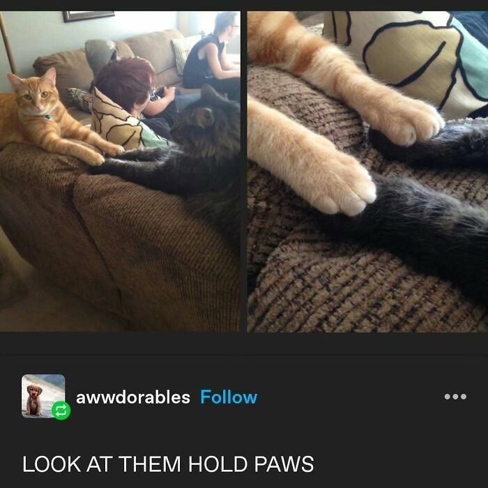 135 Cute And Funny Cat Memes That Are Way Cheaper Than Therapy