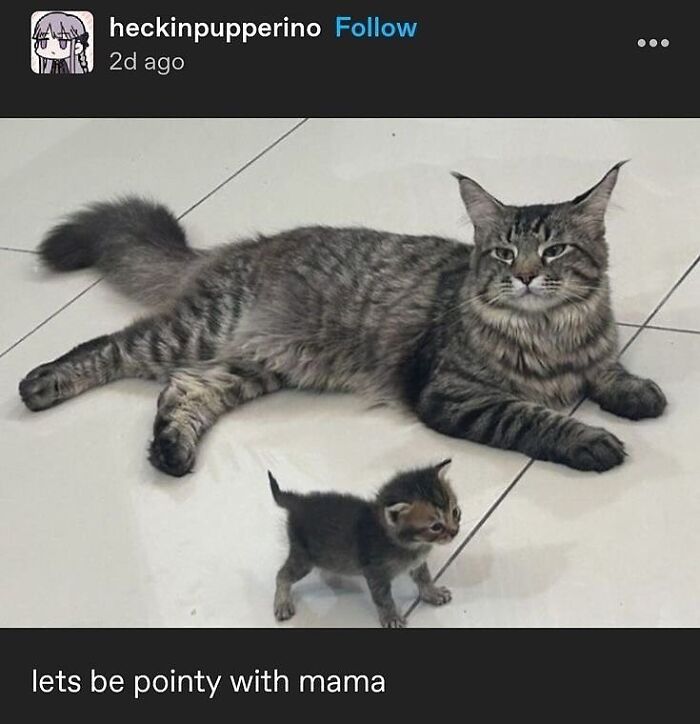 135 Cute And Funny Cat Memes That Are Way Cheaper Than Therapy