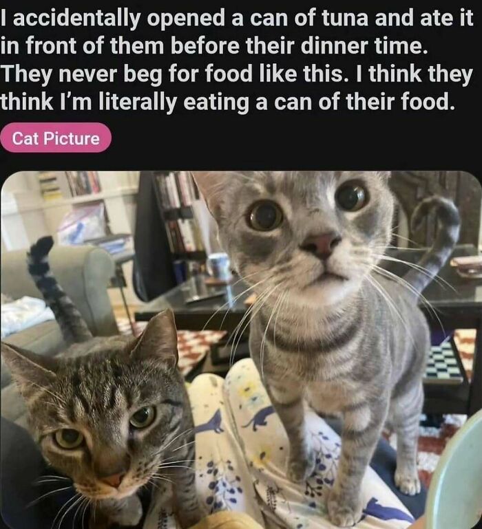 135 Cute And Funny Cat Memes That Are Way Cheaper Than Therapy