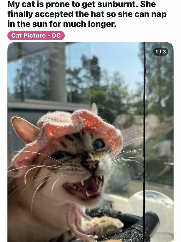 135 Cute And Funny Cat Memes That Are Way Cheaper Than Therapy