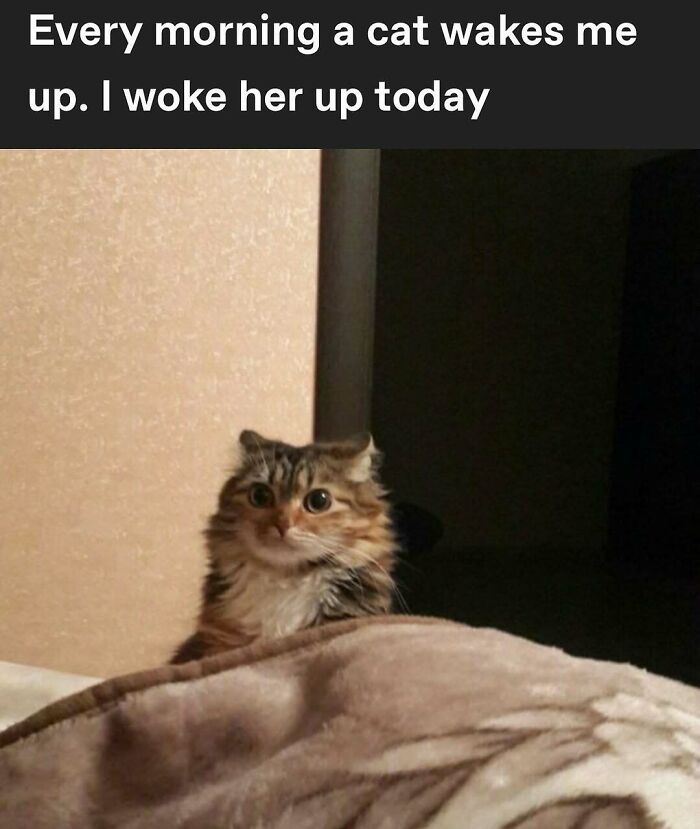 135 Cute And Funny Cat Memes That Are Way Cheaper Than Therapy