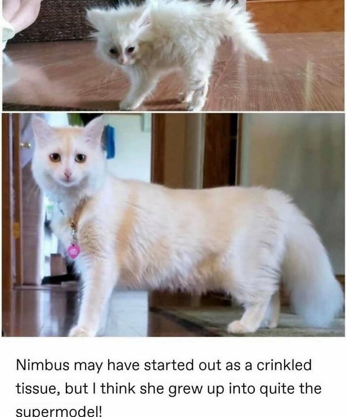135 Cute And Funny Cat Memes That Are Way Cheaper Than Therapy