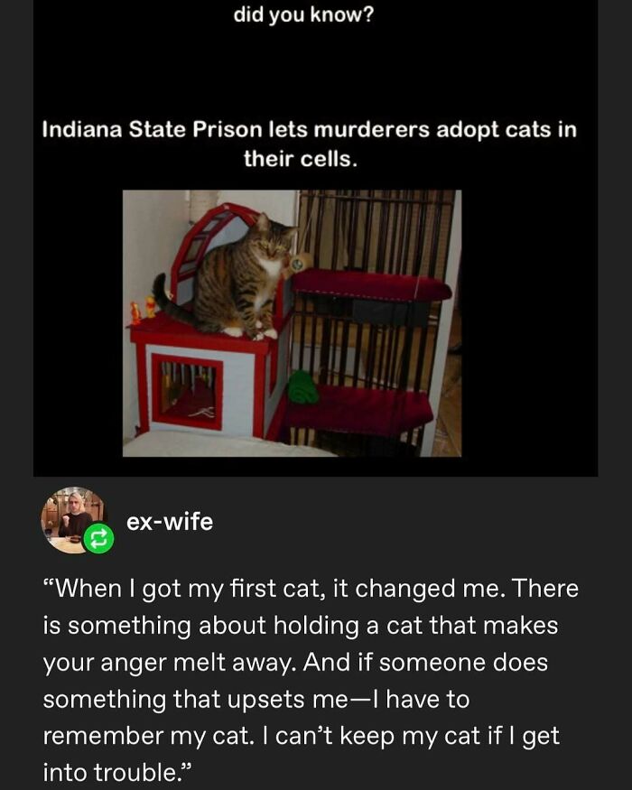 135 Cute And Funny Cat Memes That Are Way Cheaper Than Therapy
