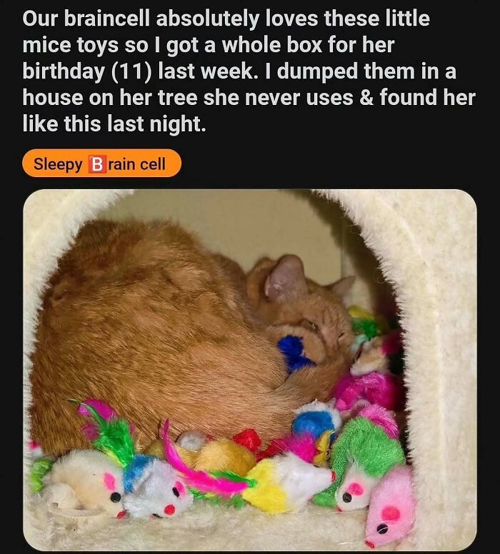 135 Cute And Funny Cat Memes That Are Way Cheaper Than Therapy