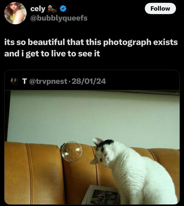 135 Cute And Funny Cat Memes That Are Way Cheaper Than Therapy