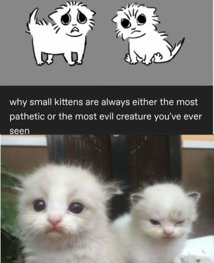 135 Cute And Funny Cat Memes That Are Way Cheaper Than Therapy