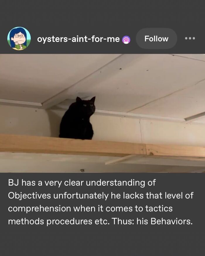 135 Cute And Funny Cat Memes That Are Way Cheaper Than Therapy