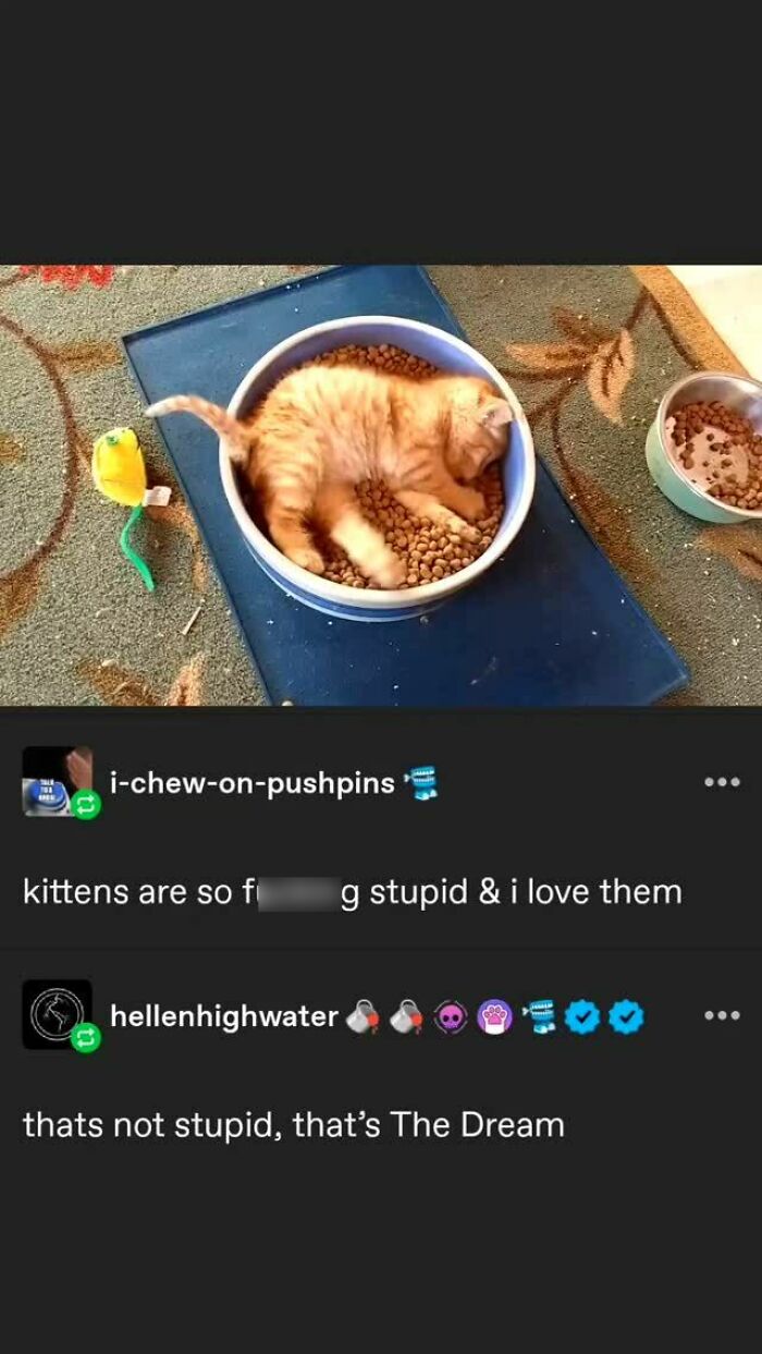 135 Cute And Funny Cat Memes That Are Way Cheaper Than Therapy
