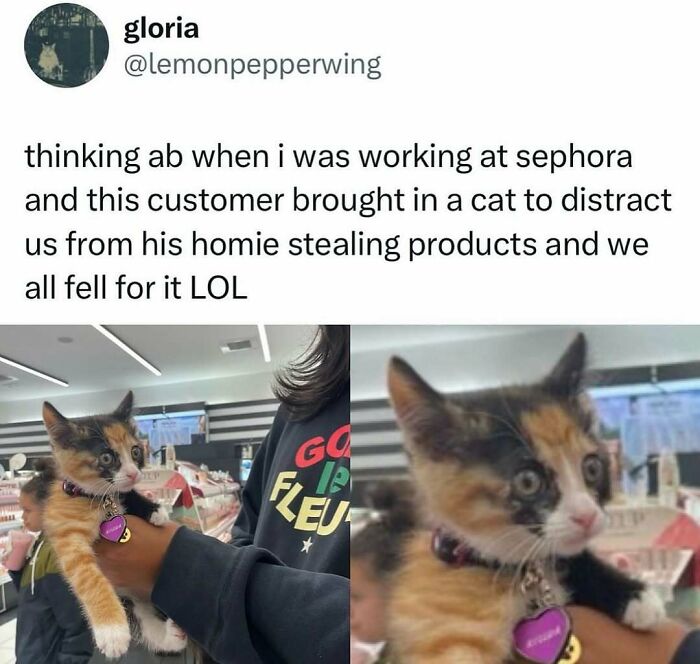 135 Cute And Funny Cat Memes That Are Way Cheaper Than Therapy