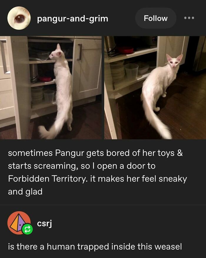 135 Cute And Funny Cat Memes That Are Way Cheaper Than Therapy
