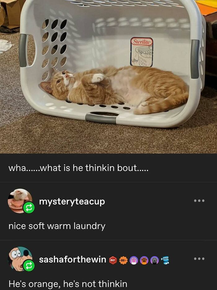 135 Cute And Funny Cat Memes That Are Way Cheaper Than Therapy