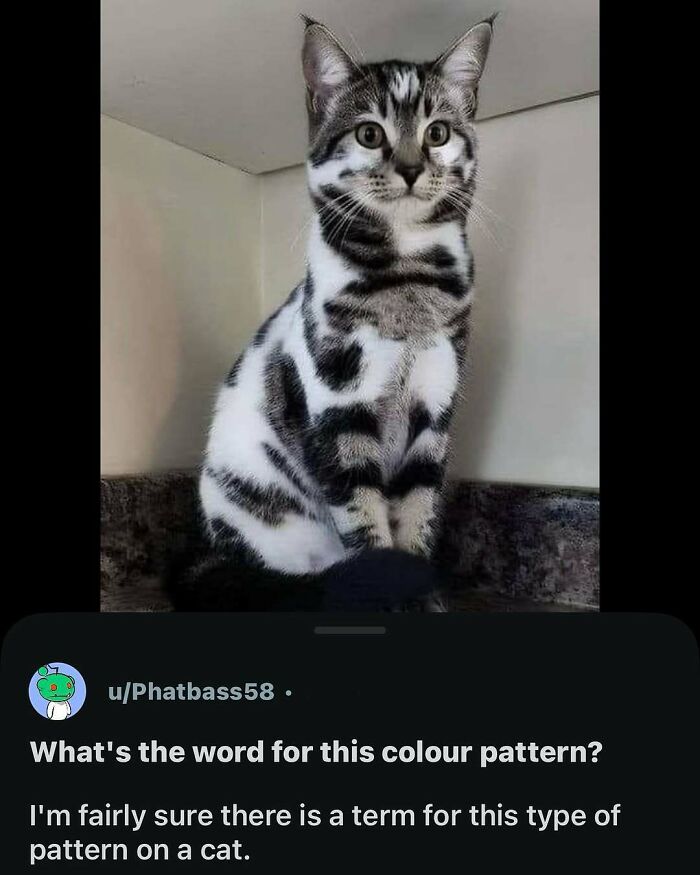 135 Cute And Funny Cat Memes That Are Way Cheaper Than Therapy