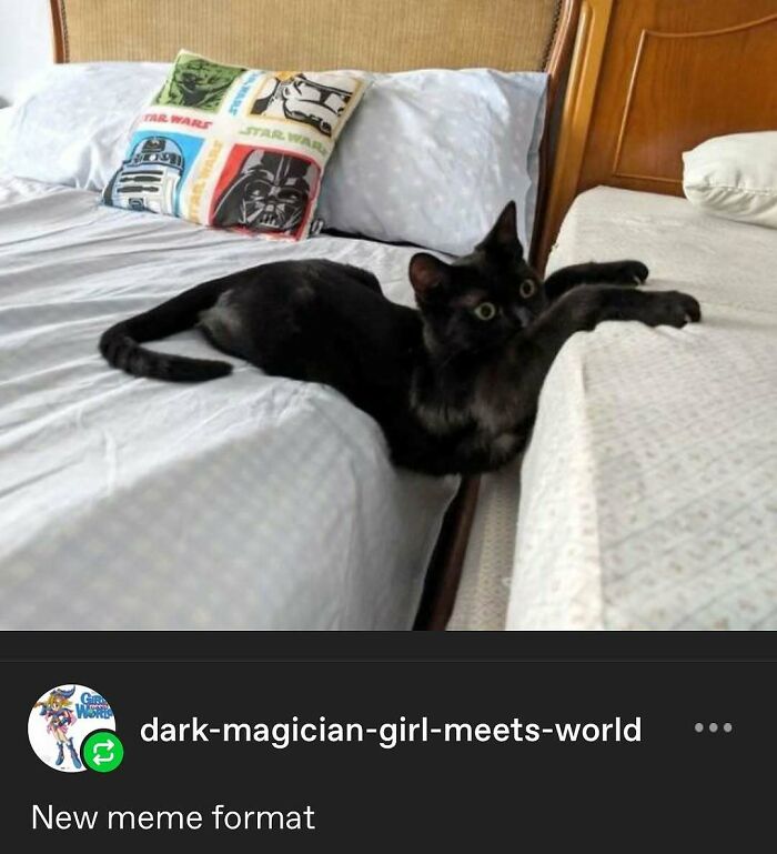 135 Cute And Funny Cat Memes That Are Way Cheaper Than Therapy