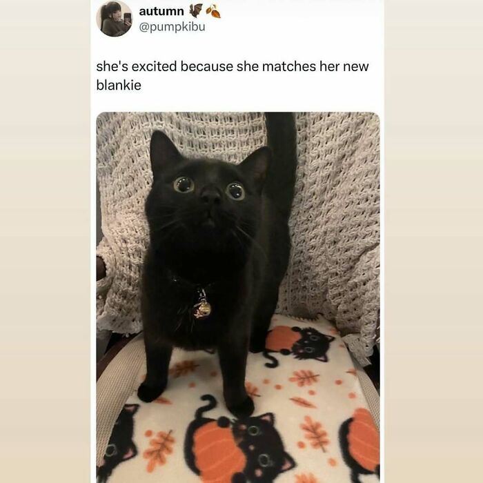 135 Cute And Funny Cat Memes That Are Way Cheaper Than Therapy