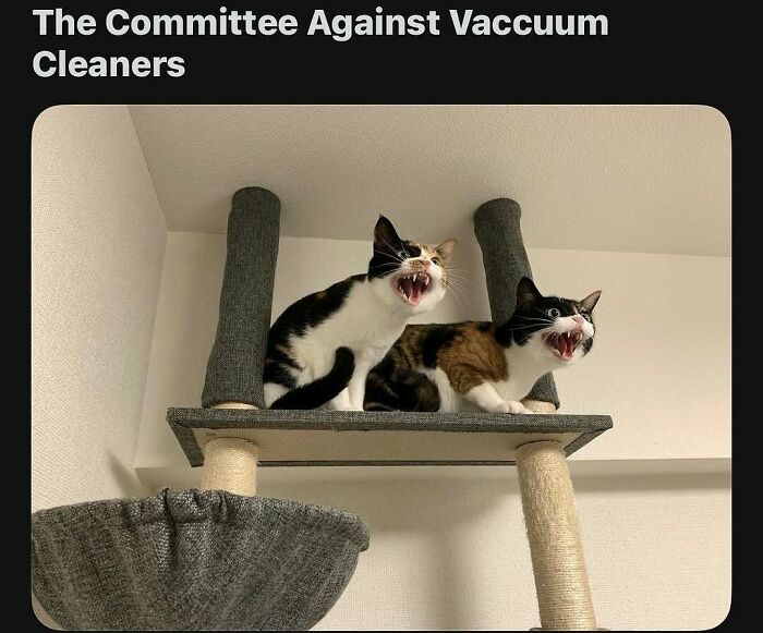 135 Cute And Funny Cat Memes That Are Way Cheaper Than Therapy