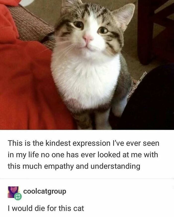 135 Cute And Funny Cat Memes That Are Way Cheaper Than Therapy