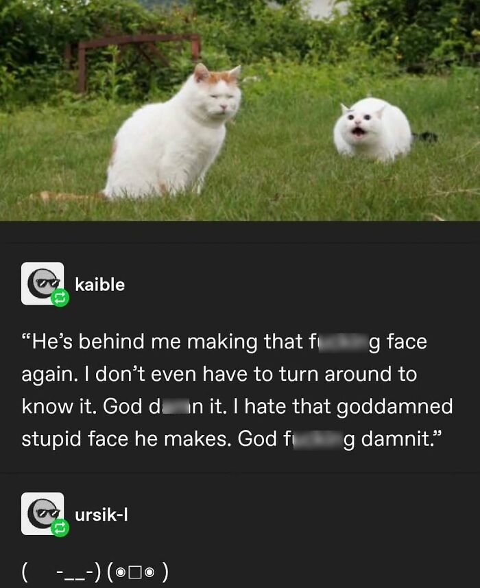 135 Cute And Funny Cat Memes That Are Way Cheaper Than Therapy