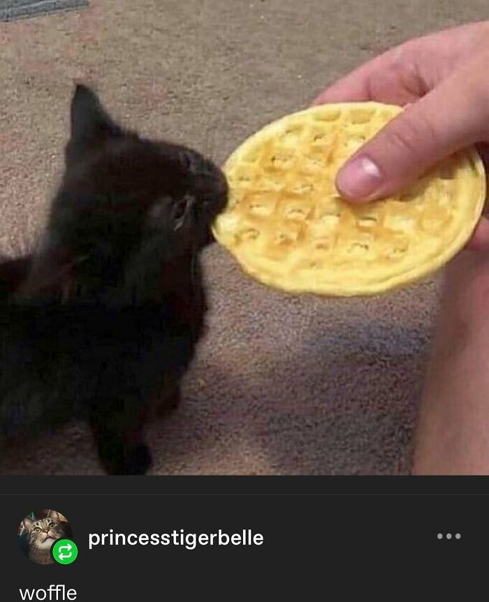 135 Cute And Funny Cat Memes That Are Way Cheaper Than Therapy