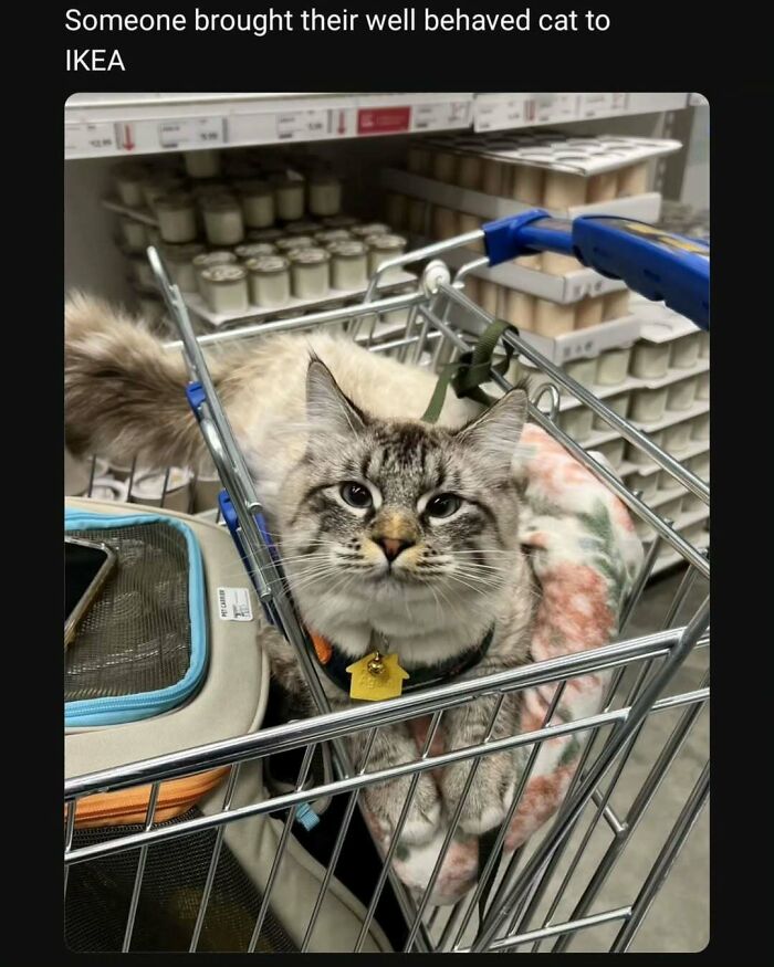135 Cute And Funny Cat Memes That Are Way Cheaper Than Therapy