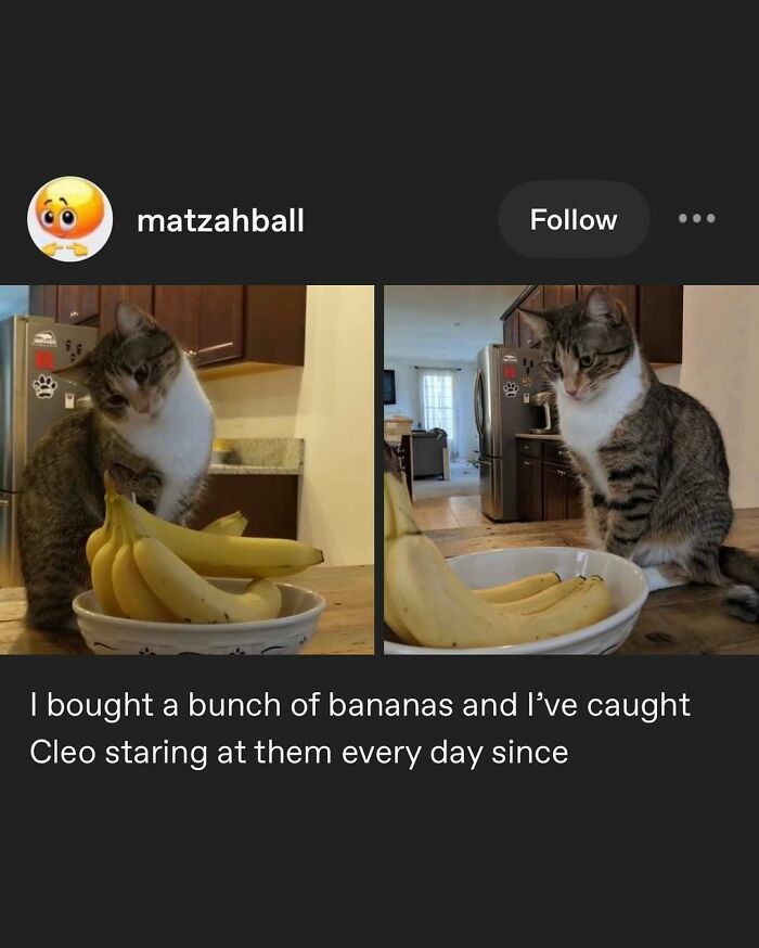 135 Cute And Funny Cat Memes That Are Way Cheaper Than Therapy