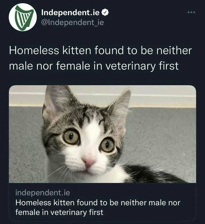 135 Cute And Funny Cat Memes That Are Way Cheaper Than Therapy