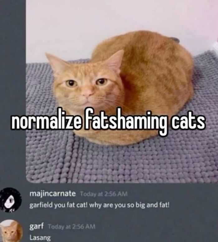 135 Cute And Funny Cat Memes That Are Way Cheaper Than Therapy