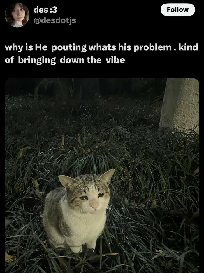 135 Cute And Funny Cat Memes That Are Way Cheaper Than Therapy
