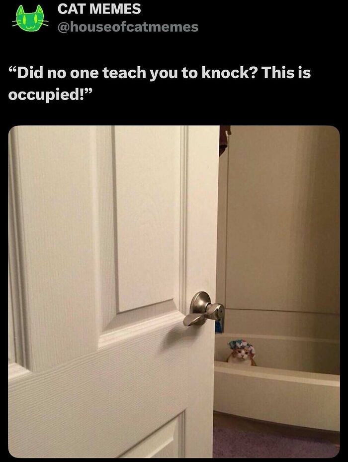 135 Cute And Funny Cat Memes That Are Way Cheaper Than Therapy