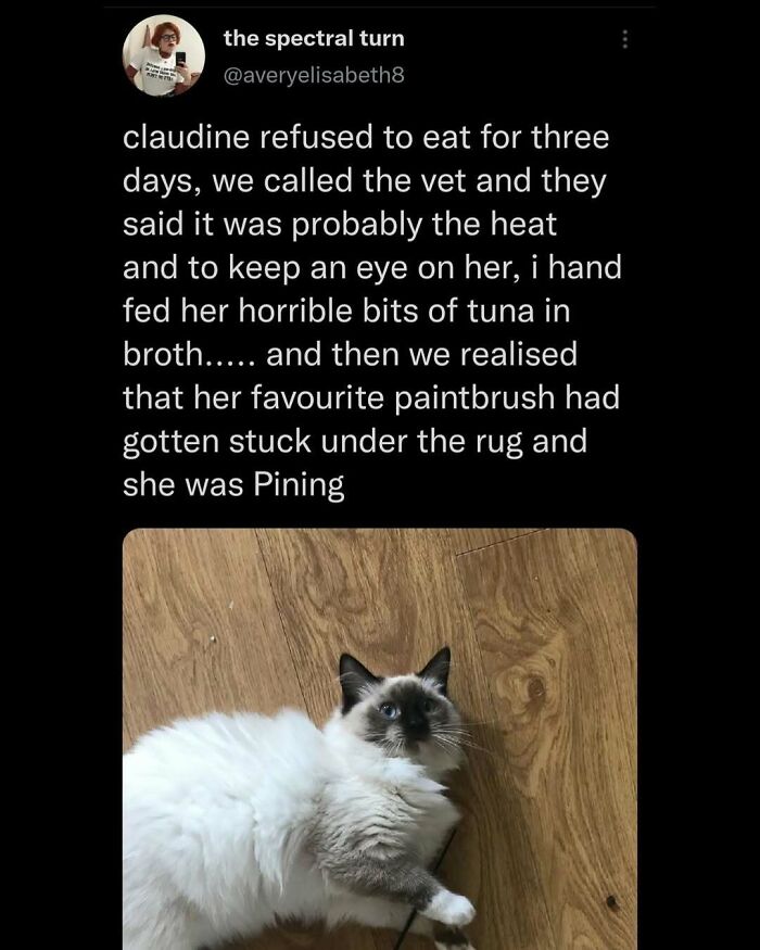 135 Cute And Funny Cat Memes That Are Way Cheaper Than Therapy