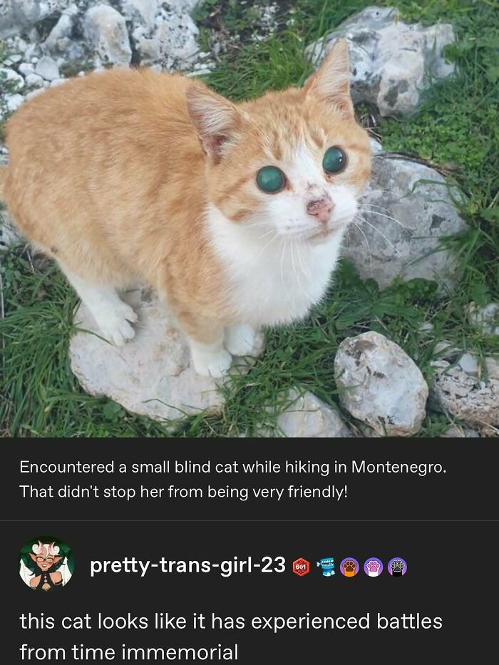 135 Cute And Funny Cat Memes That Are Way Cheaper Than Therapy