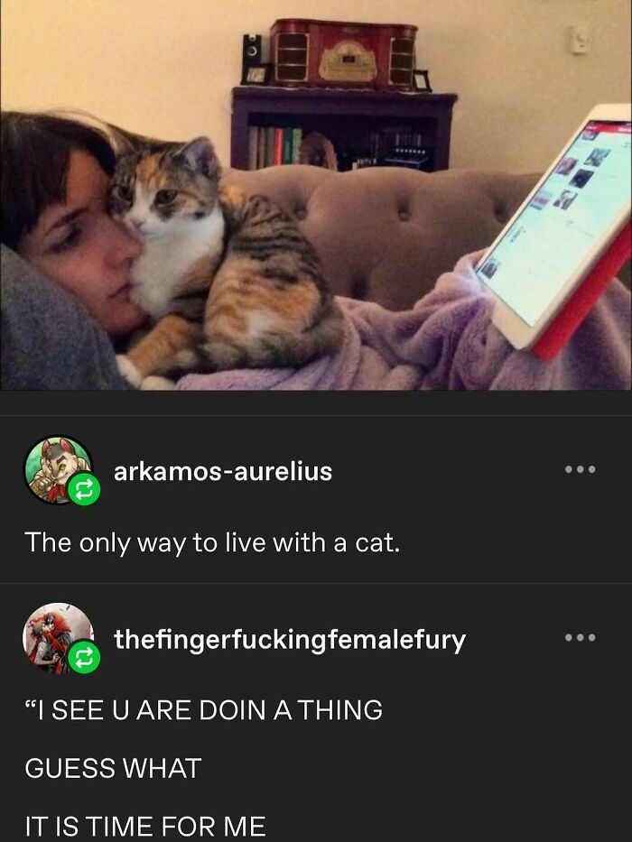 135 Cute And Funny Cat Memes That Are Way Cheaper Than Therapy