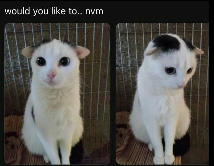 135 Cute And Funny Cat Memes That Are Way Cheaper Than Therapy