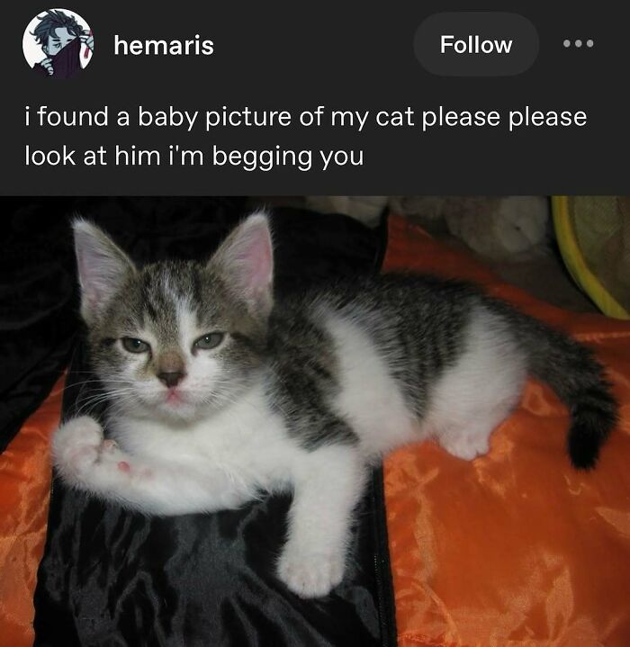 135 Cute And Funny Cat Memes That Are Way Cheaper Than Therapy