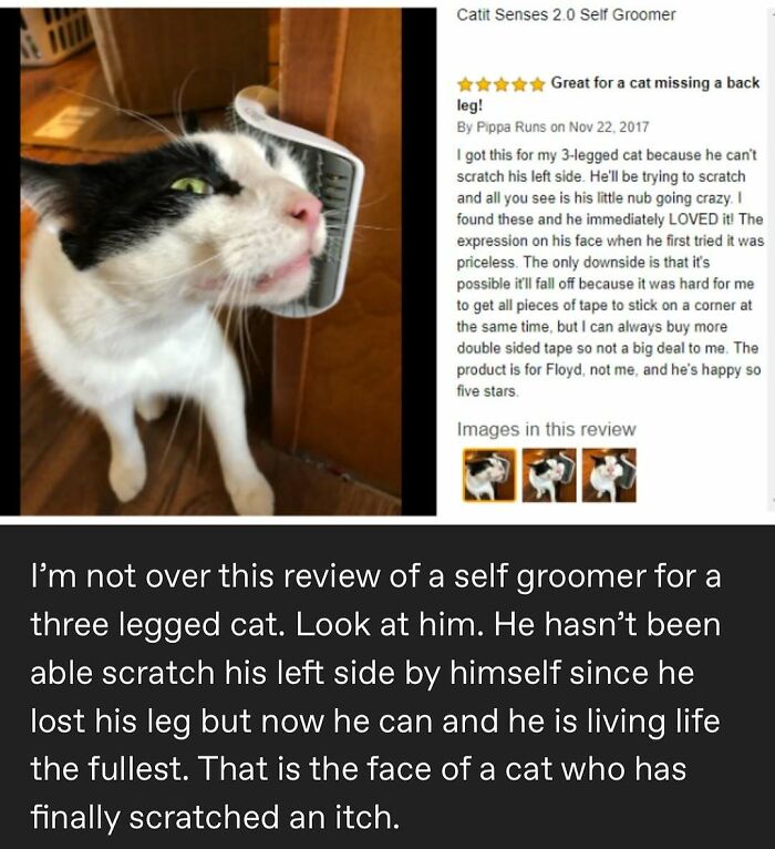 135 Cute And Funny Cat Memes That Are Way Cheaper Than Therapy